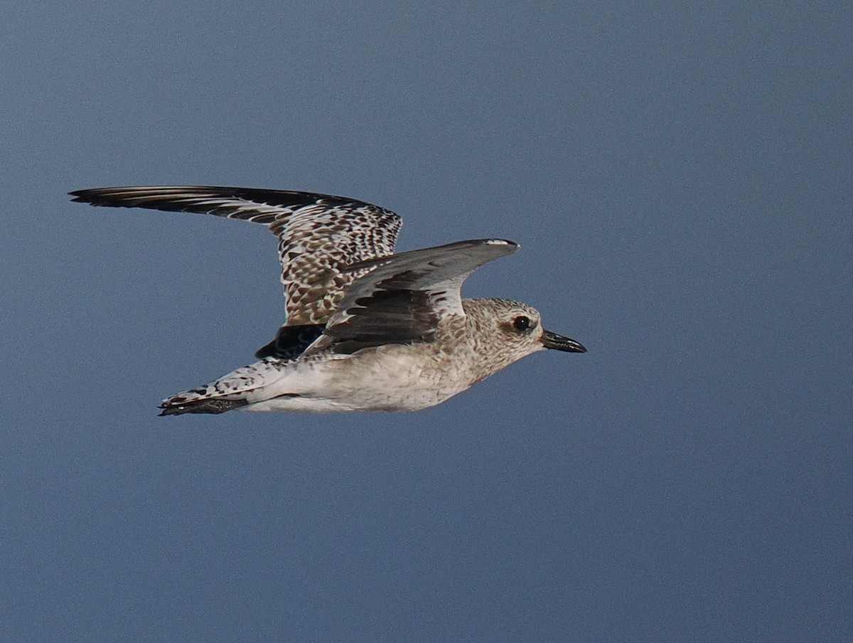 Black-bellied Plover - ML610492440