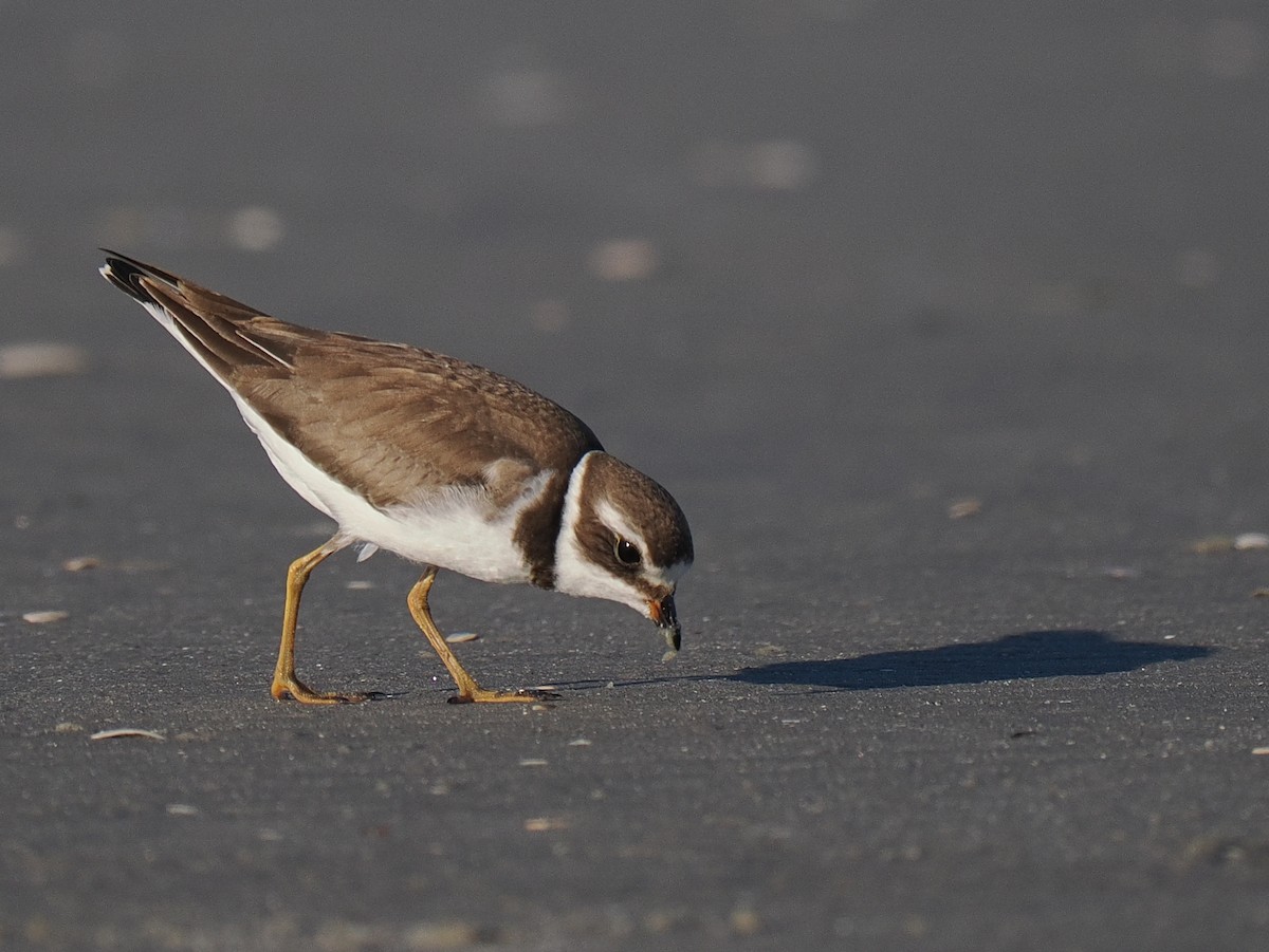 Semipalmated Plover - ML610492452