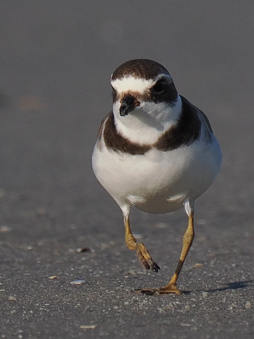 Semipalmated Plover - ML610492453