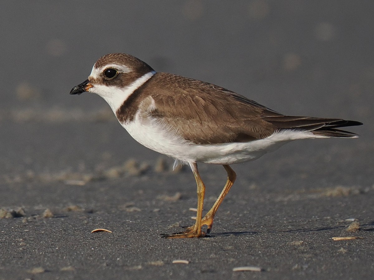 Semipalmated Plover - ML610492454