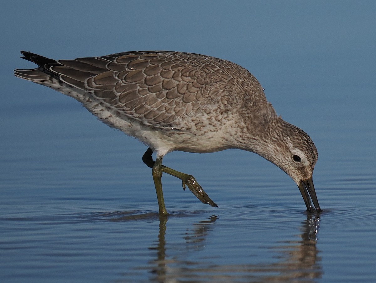 Red Knot - ML610492496