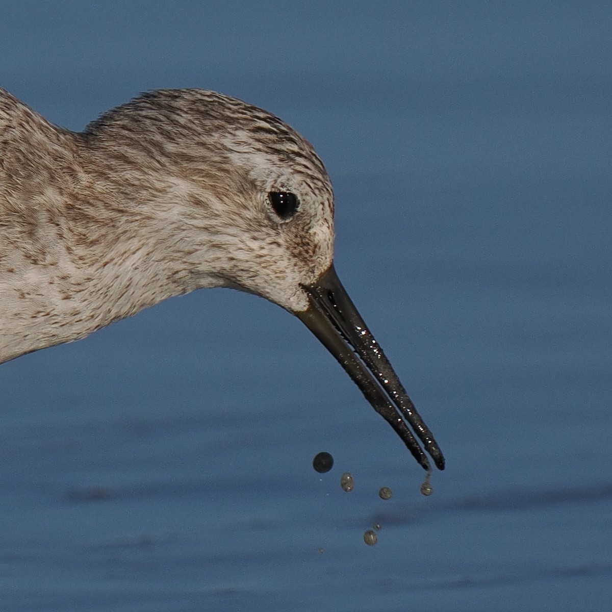 Red Knot - ML610492510