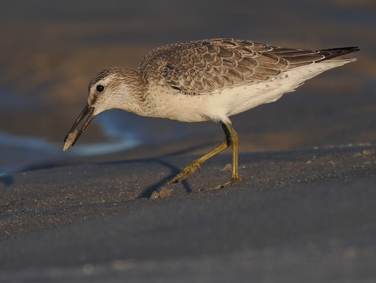 Red Knot - ML610492512