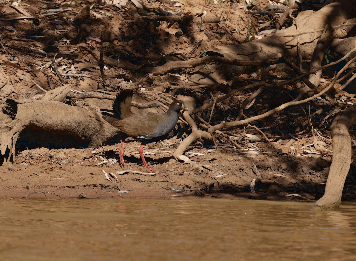 Black-tailed Nativehen - ML610492560