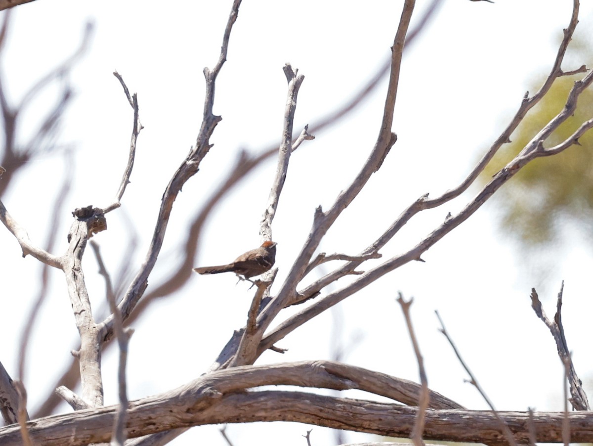 Chestnut-crowned Babbler - ML610492657