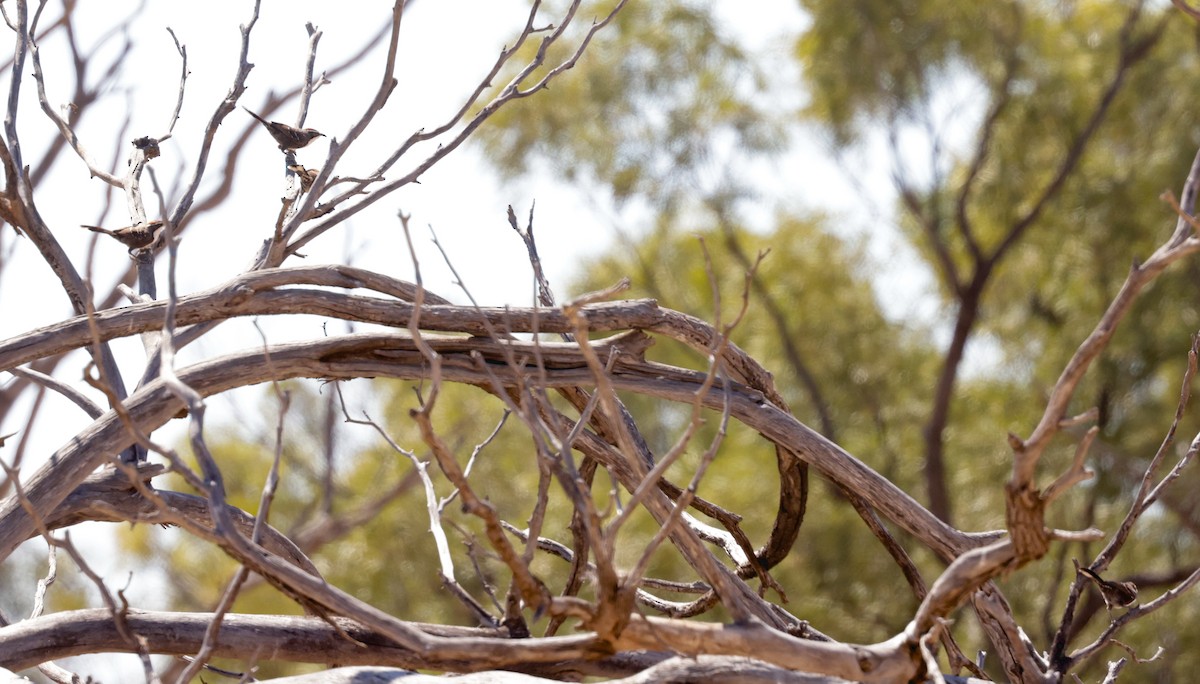 Chestnut-crowned Babbler - ML610492658