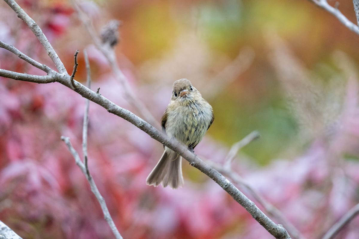 Western Flycatcher - ML610492725