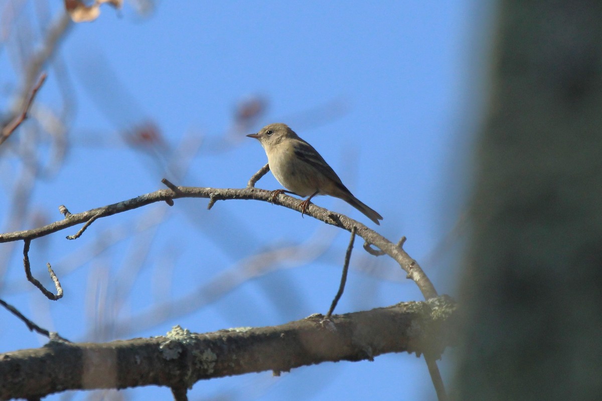 Pine Warbler - Ron and Tracy George-Snyder