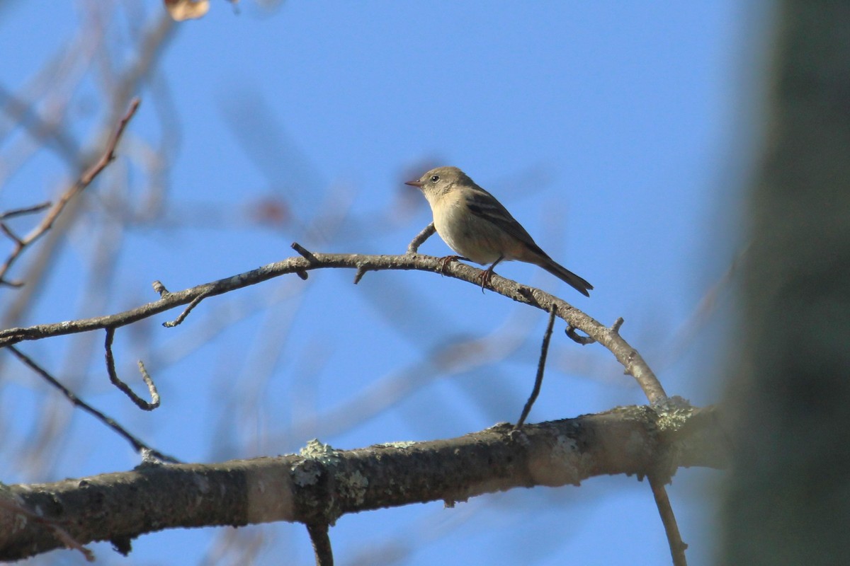 Kiefernwaldsänger - ML610492779