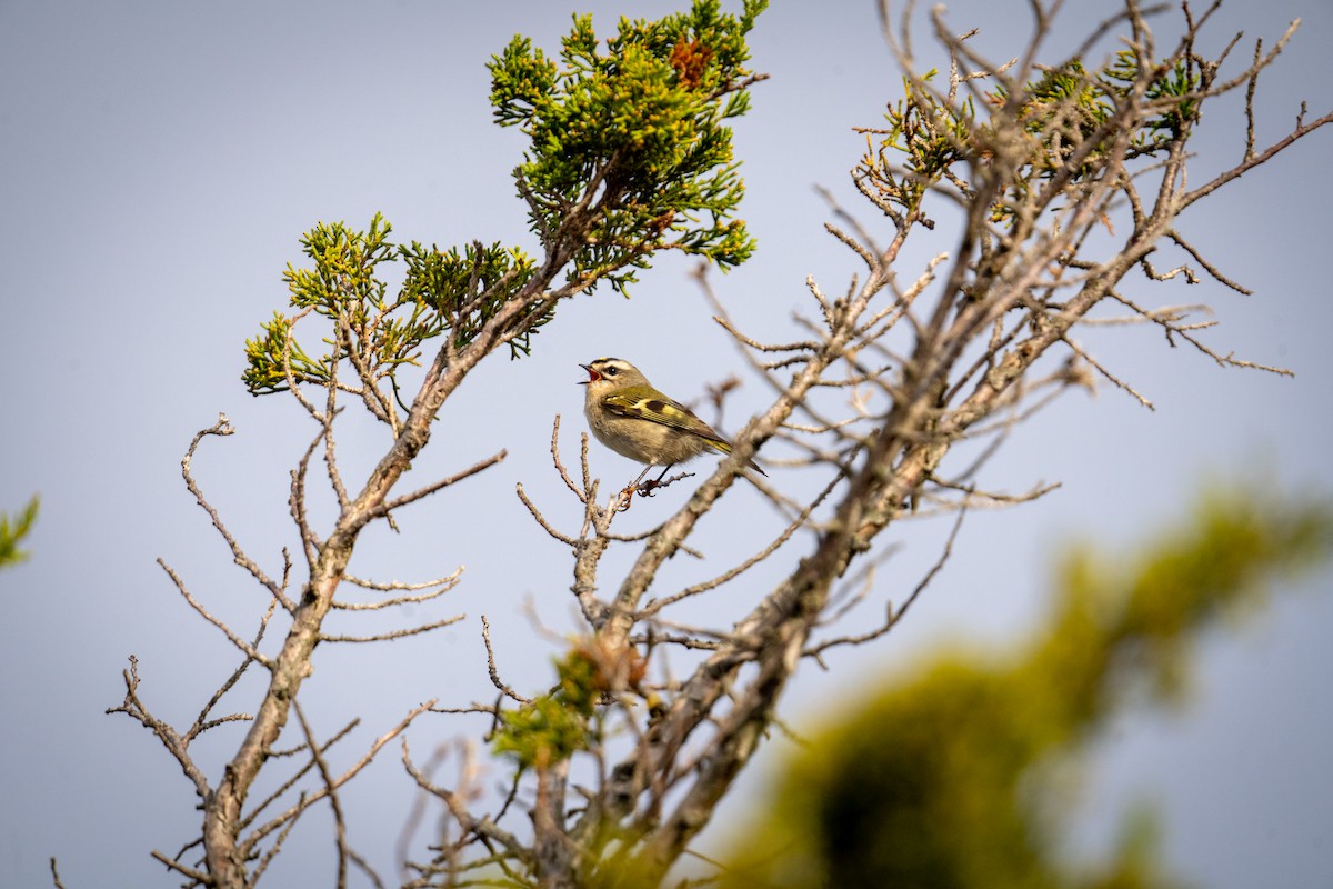 Golden-crowned Kinglet - ML610492785