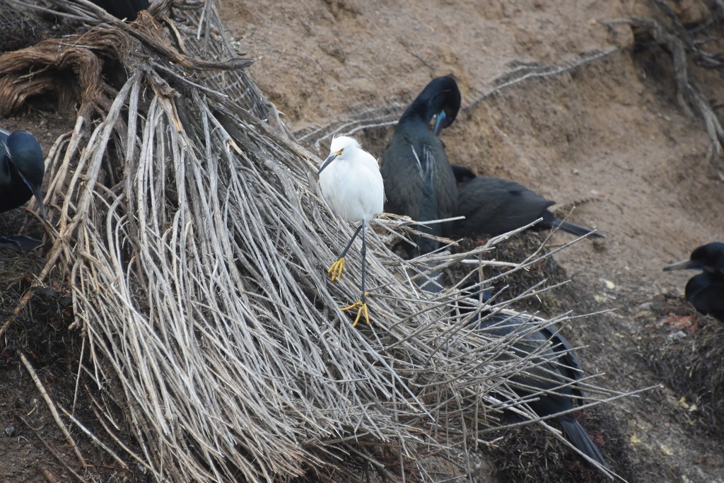 Snowy Egret - ML610493011