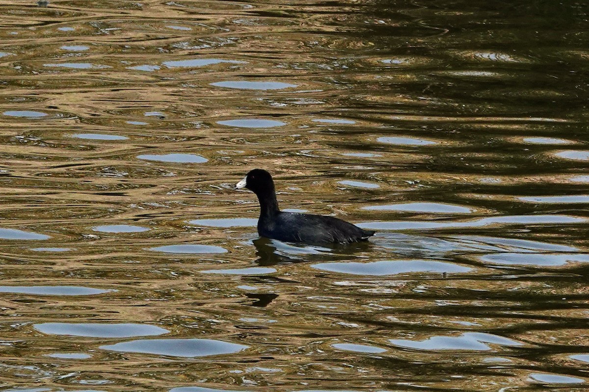 American Coot - ML610493032