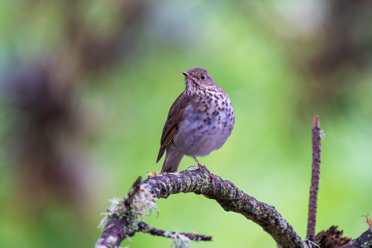 Hermit Thrush - ML610493033