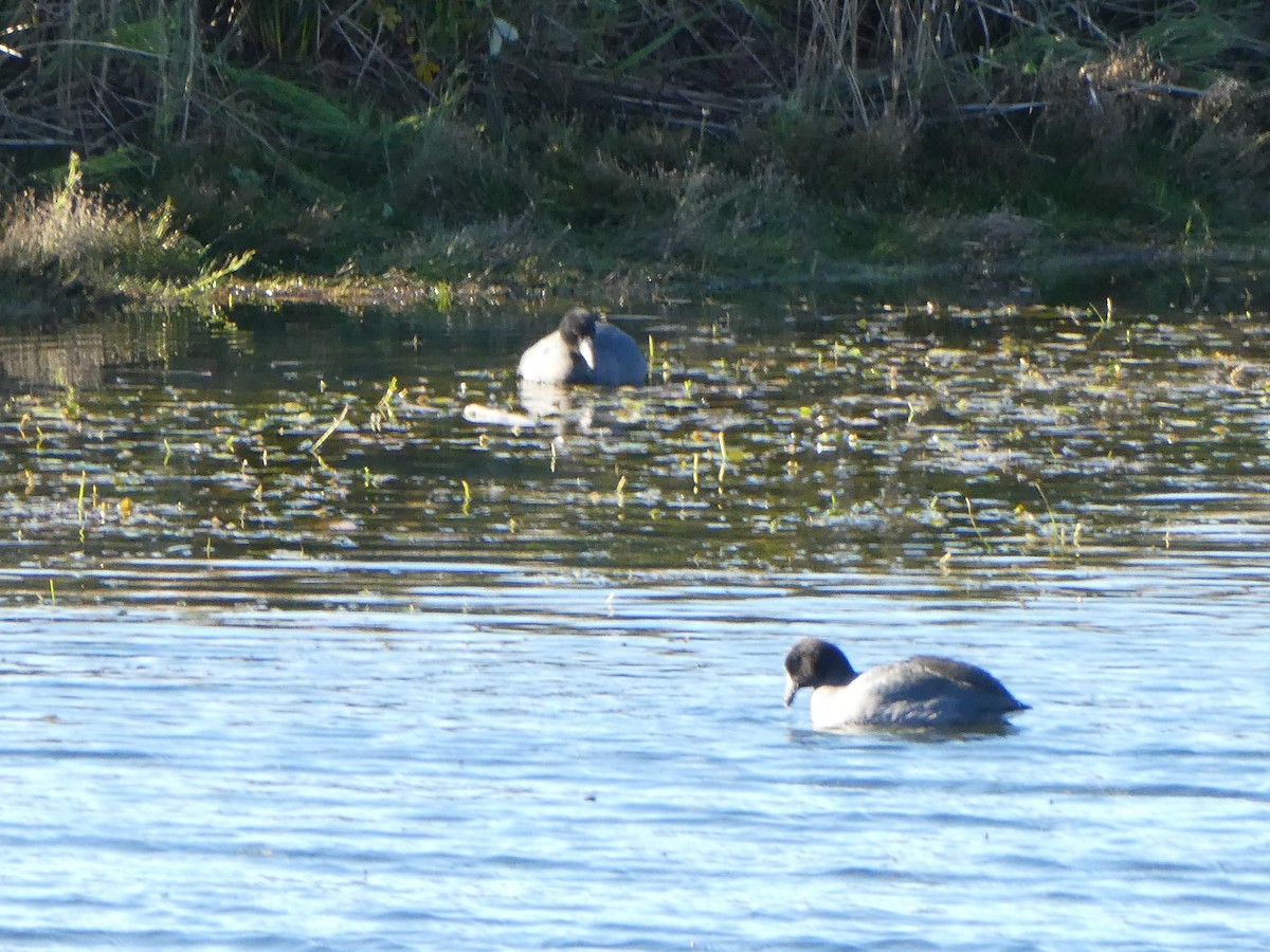 American Coot - ML610493129