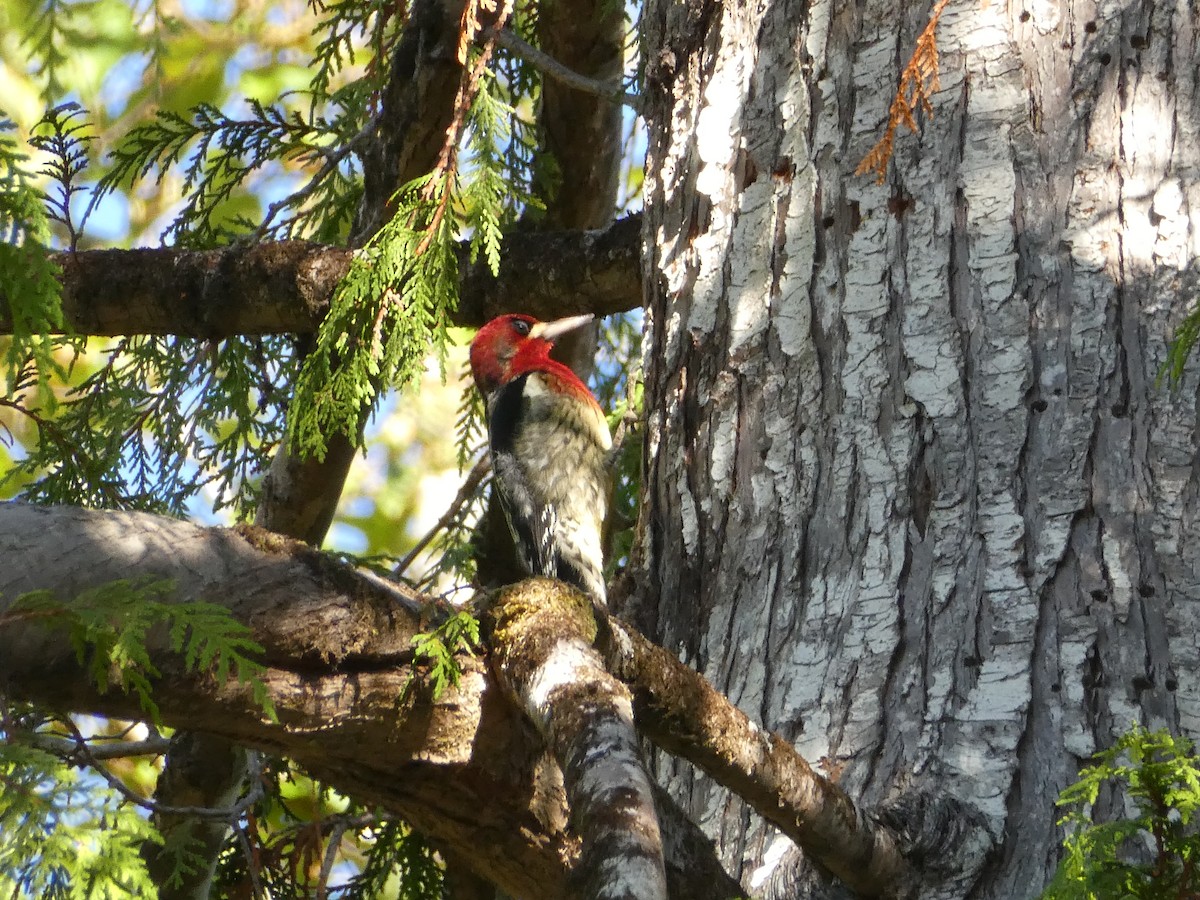 Red-breasted Sapsucker - ML610493158