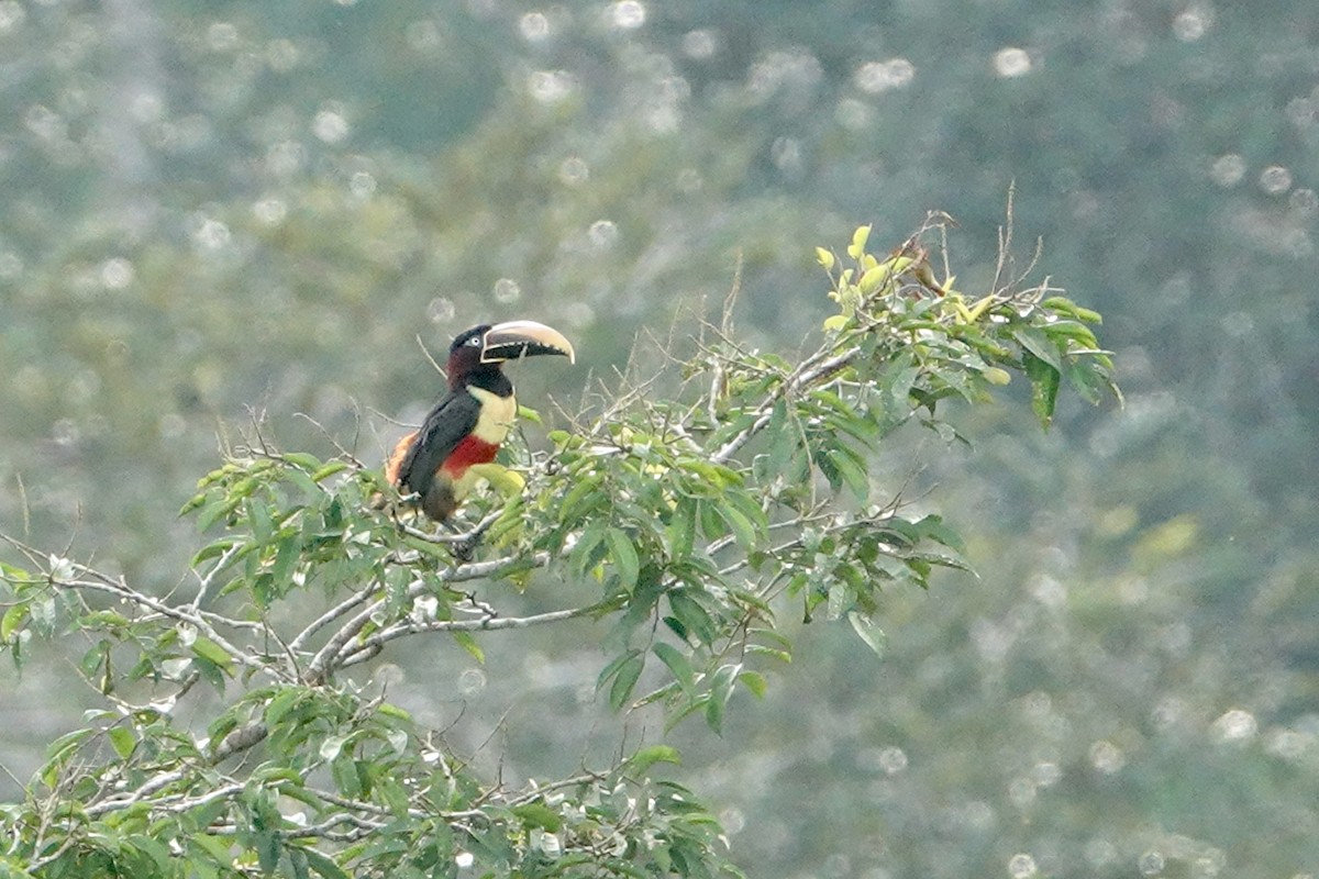 Chestnut-eared Aracari - ML610493162