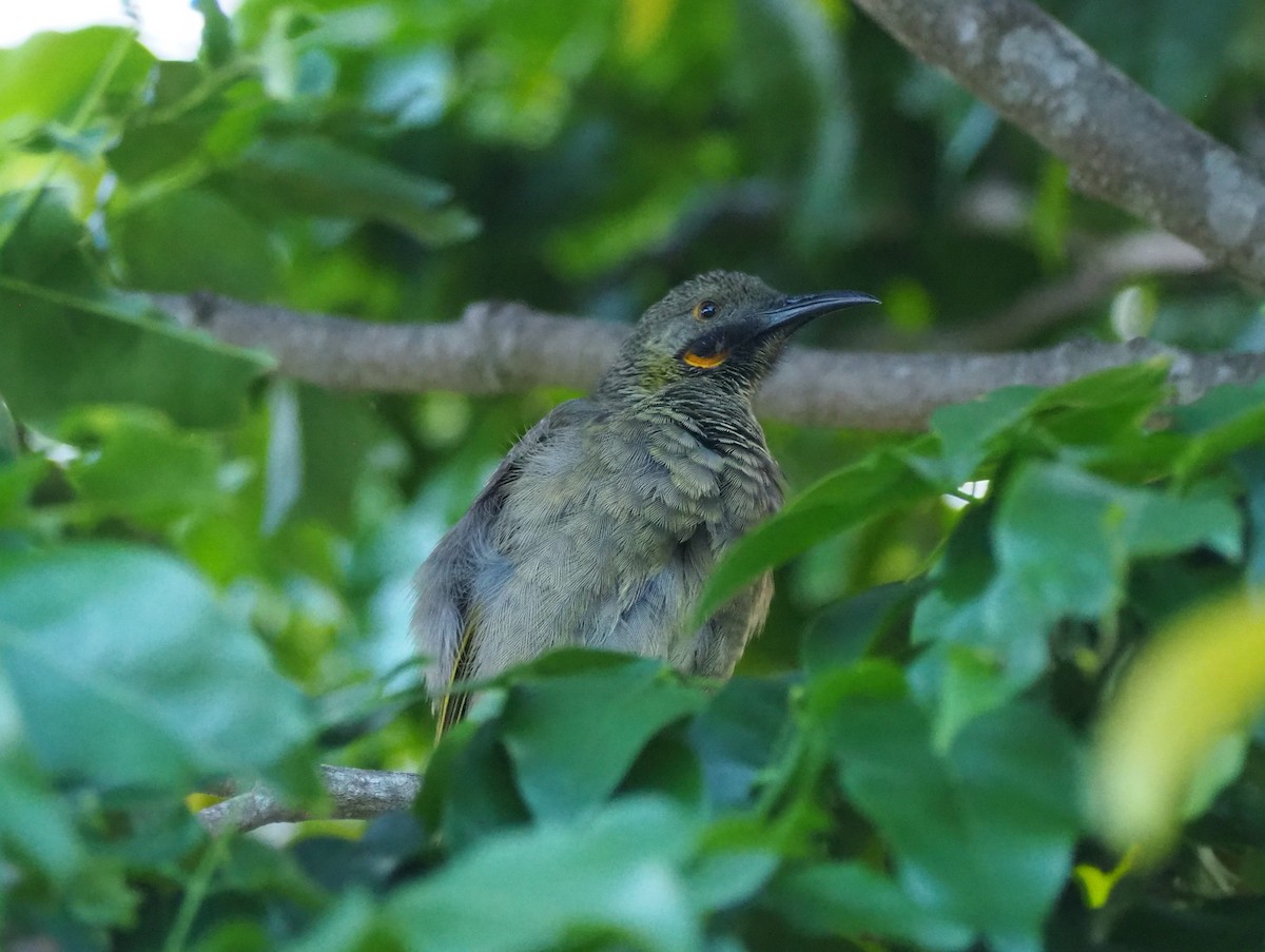 Western Wattled-Honeyeater - Anonymous