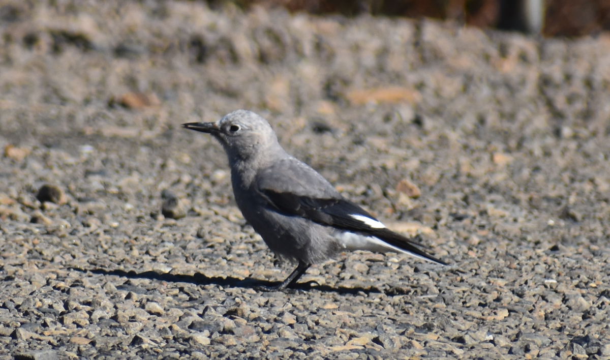 Clark's Nutcracker - ML610493195