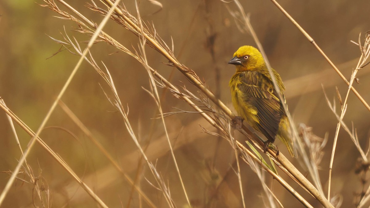 Bocage's Weaver - ML610493206