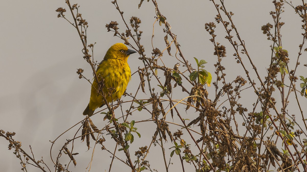 Bocage's Weaver - ML610493217