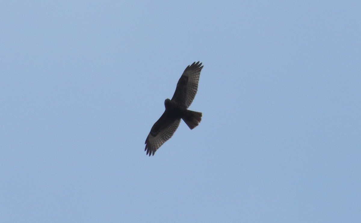 Red-tailed Hawk (abieticola) - ML610493239