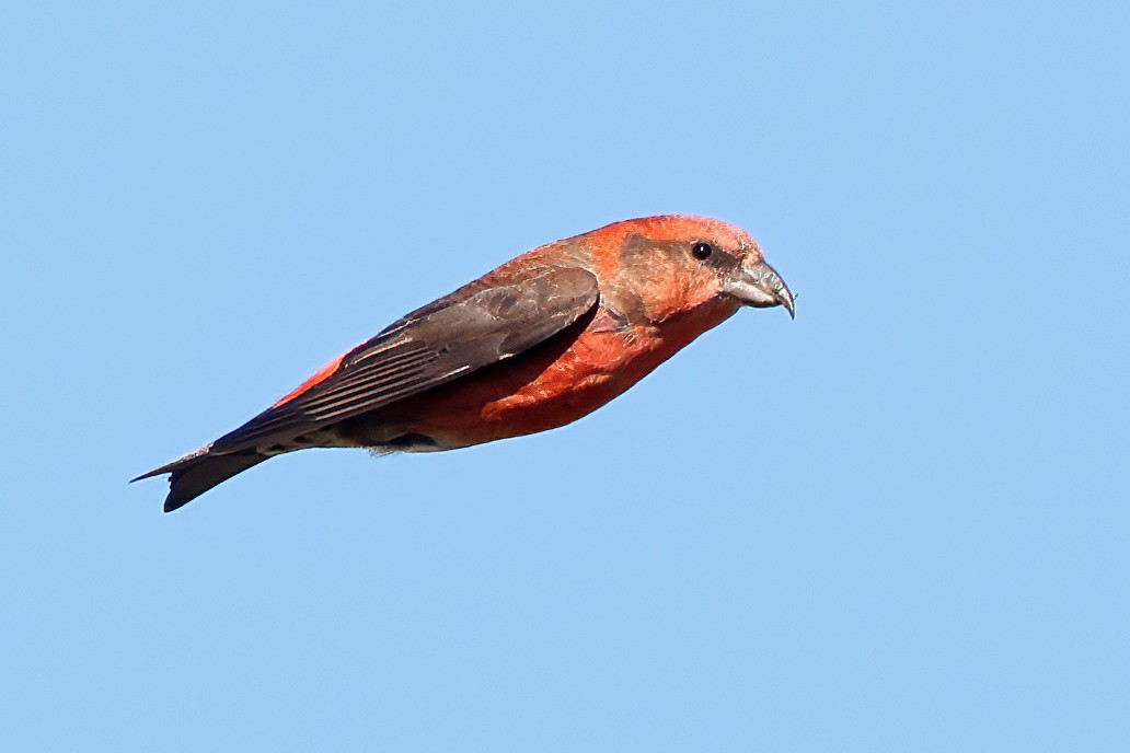 Red Crossbill (Lodgepole Pine or type 5) - Garrett Lau