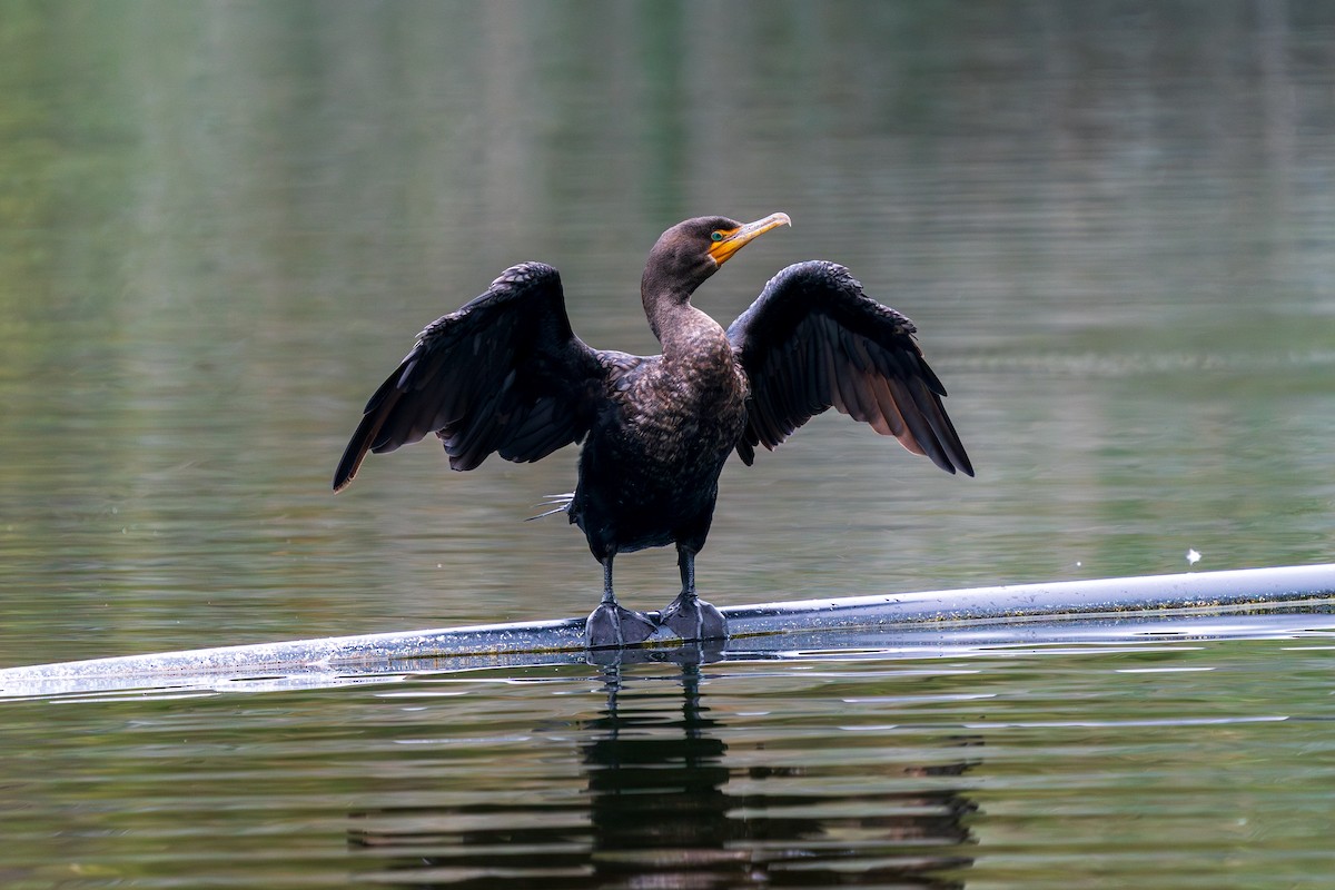 Double-crested Cormorant - ML610493312