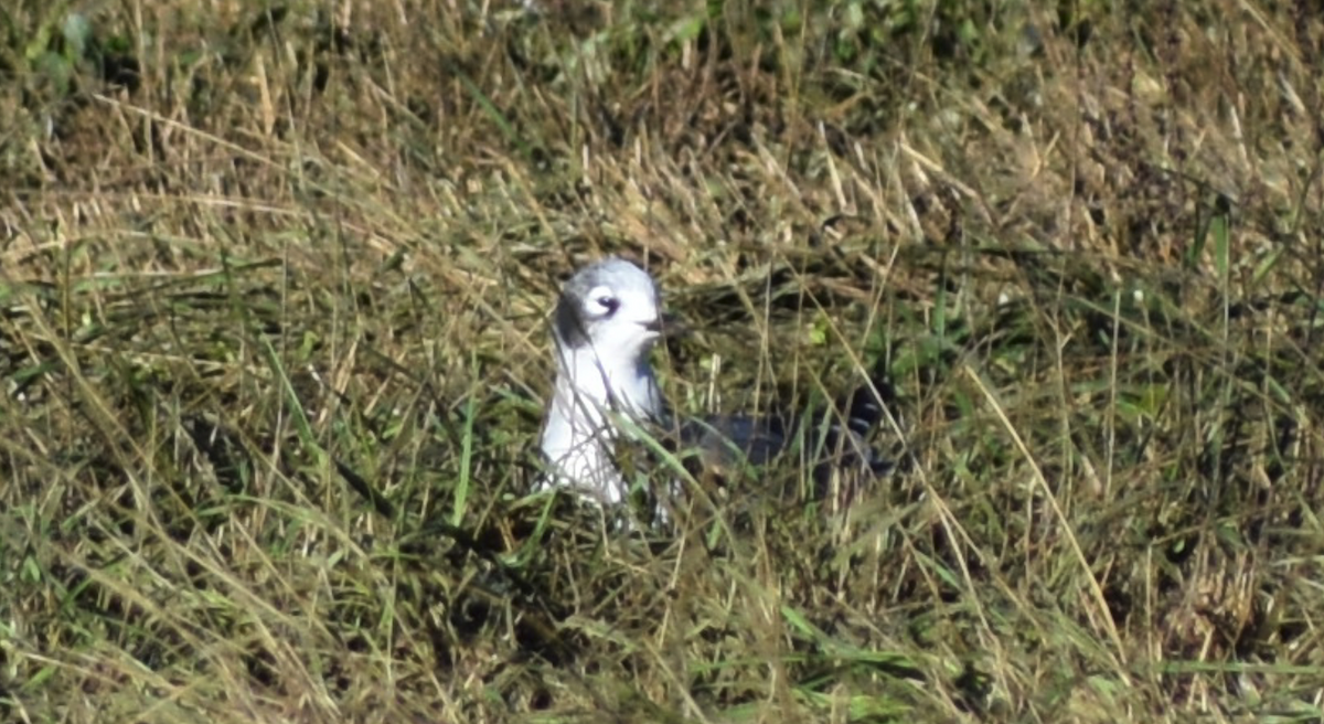 Franklin's Gull - ML610493329