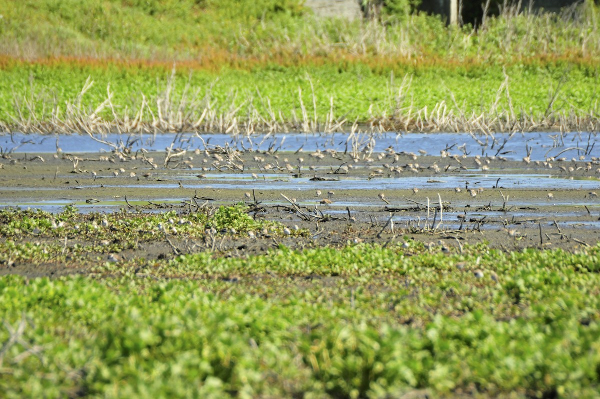 gulbrystsnipe - ML610493376