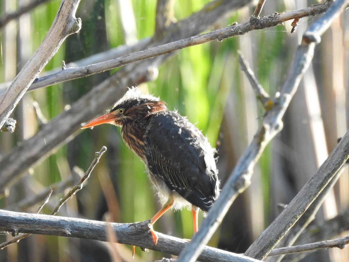 Green Heron - ML610493488