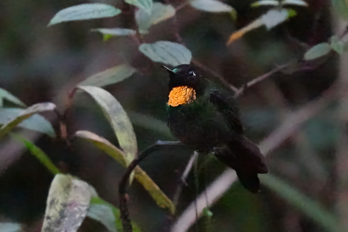 kolibřík drobný - ML610493535