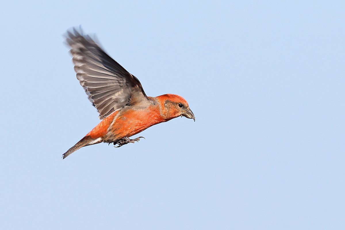Red Crossbill (Lodgepole Pine or type 5) - Garrett Lau
