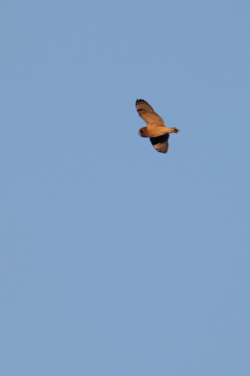 Short-eared Owl - ML610493705