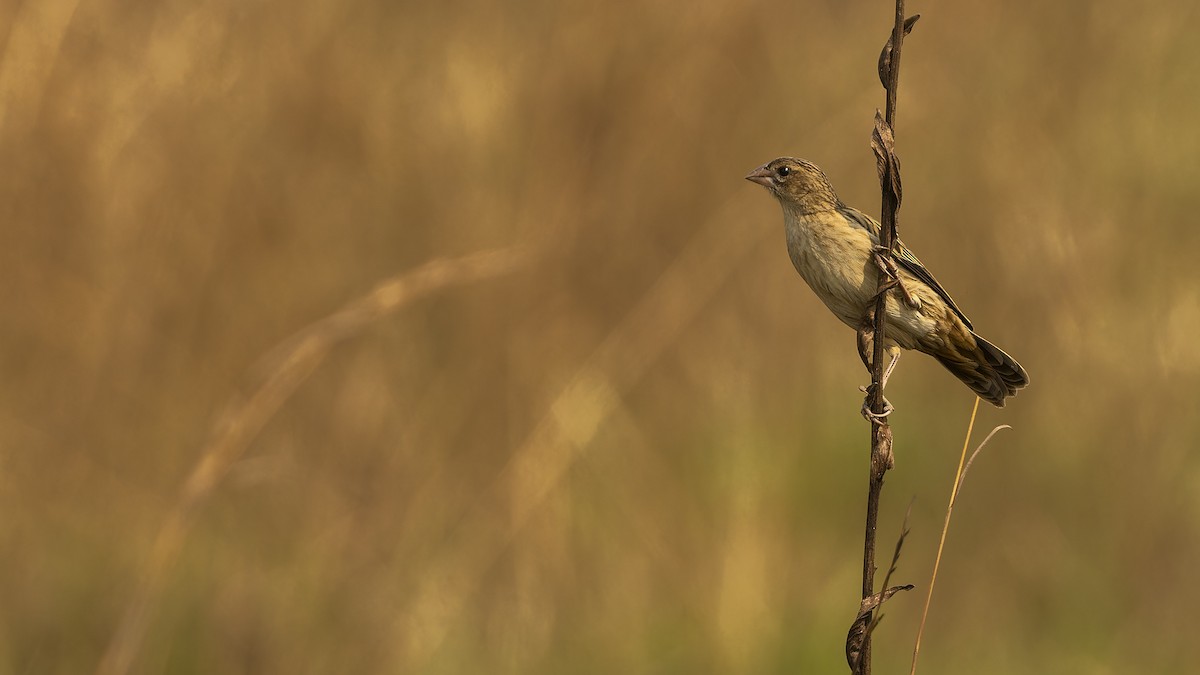 Marsh Widowbird - ML610493706