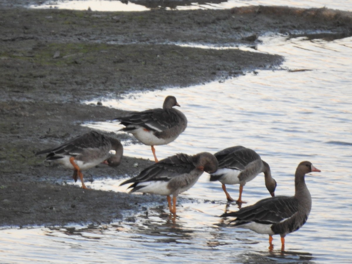 Greater White-fronted Goose - ML610493709