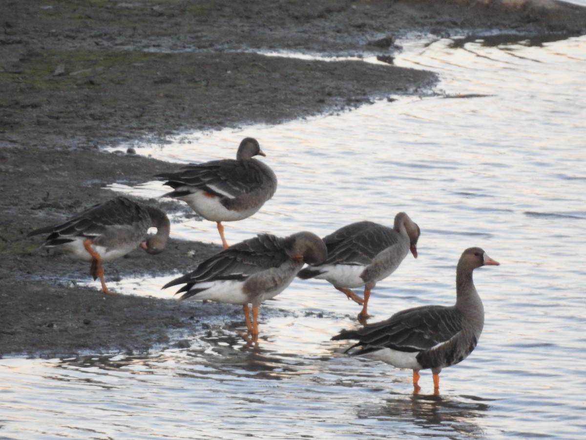 Greater White-fronted Goose - ML610493710