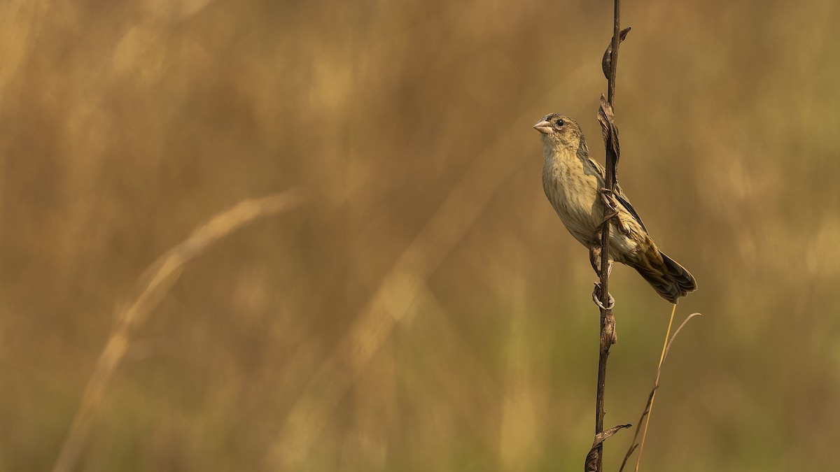 Marsh Widowbird - ML610493726