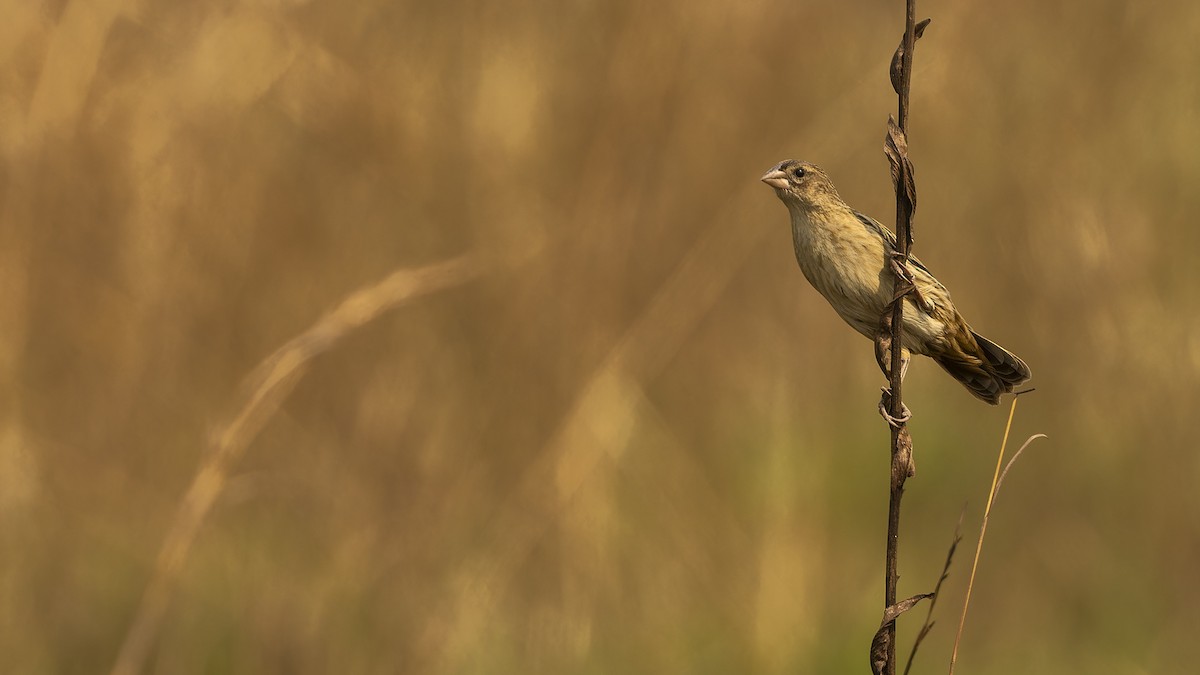 Marsh Widowbird - ML610493738