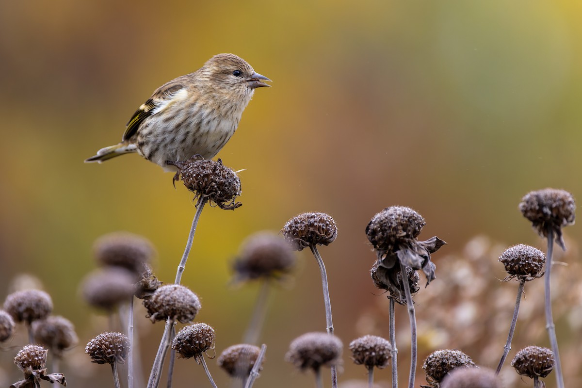 Pine Siskin - ML610493886