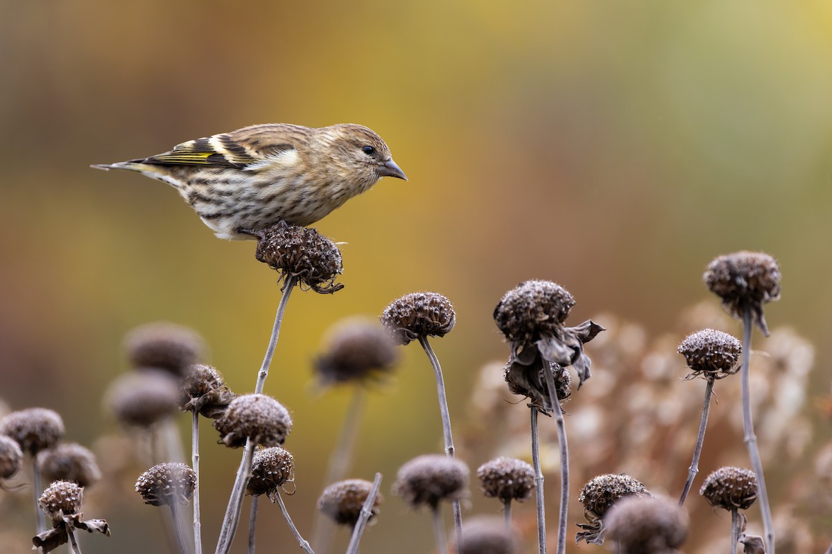 Pine Siskin - ML610493893