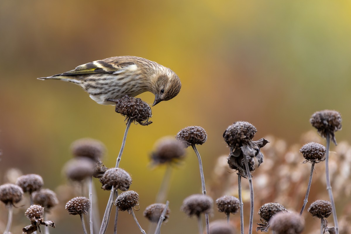 Pine Siskin - ML610493894