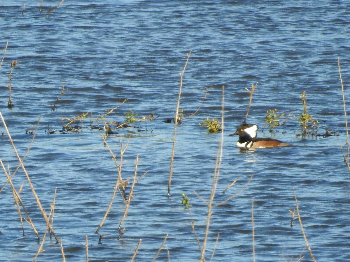 Hooded Merganser - ML610493896