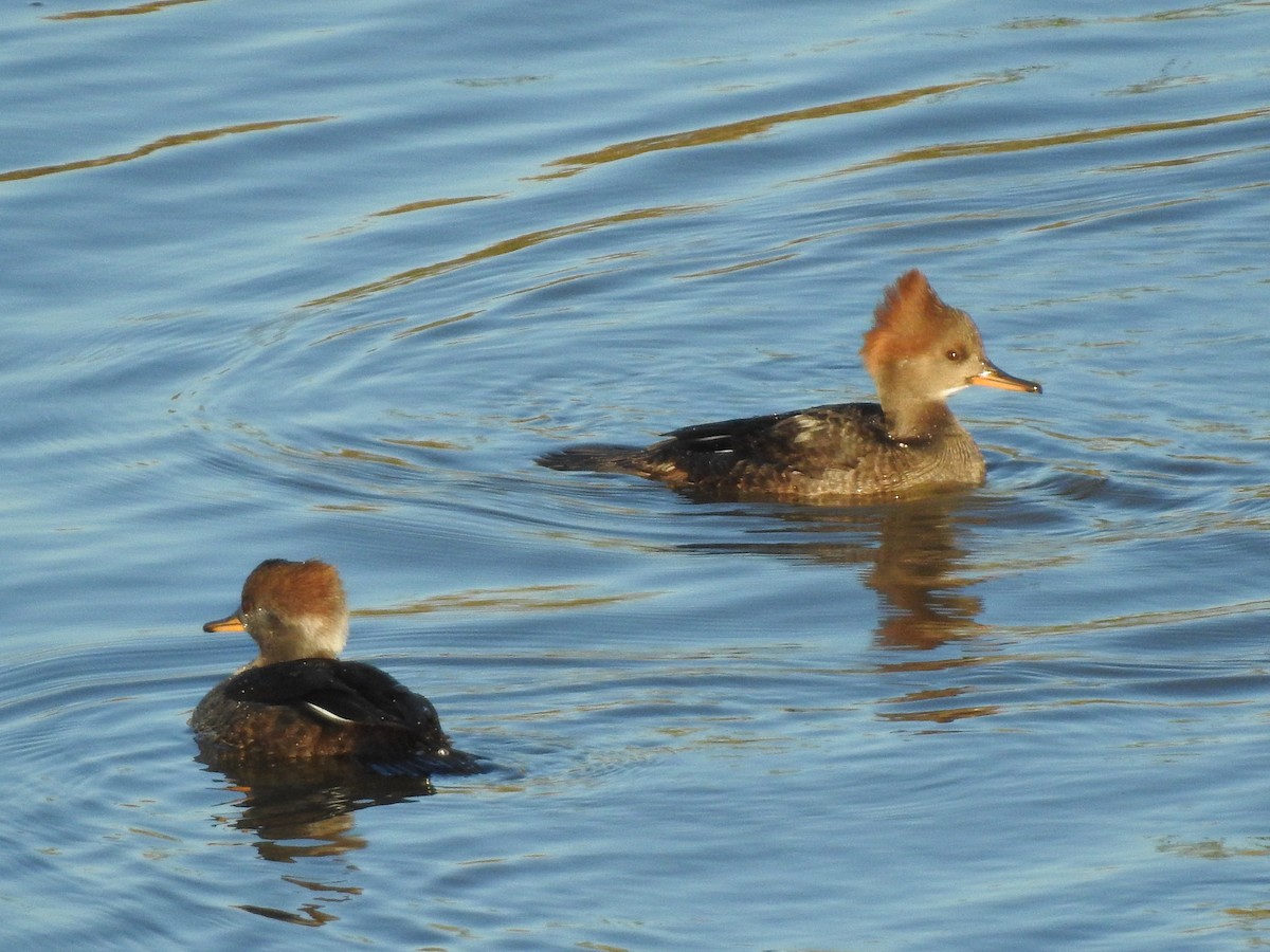 Hooded Merganser - Stella Walk