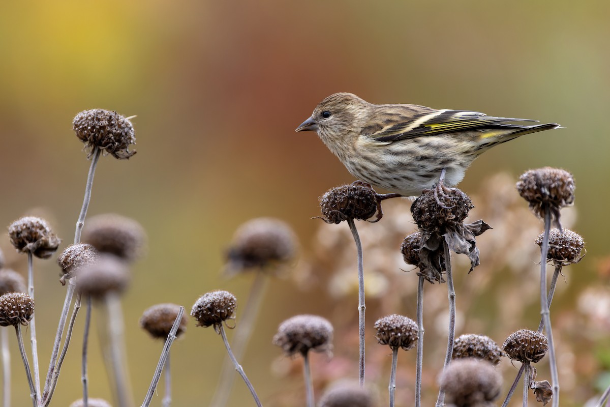 Pine Siskin - ML610493900