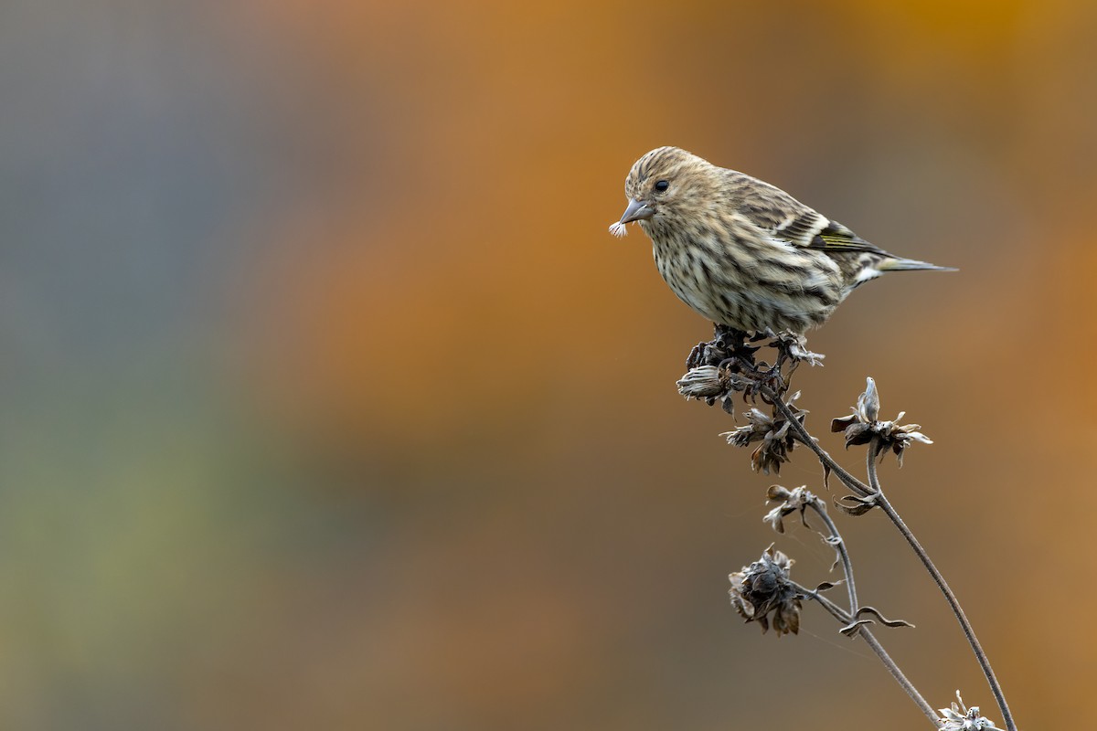 Pine Siskin - ML610493902