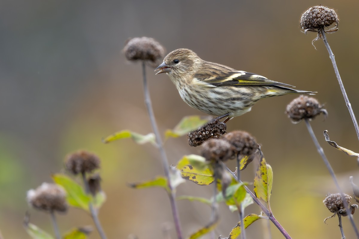 Pine Siskin - ML610493909