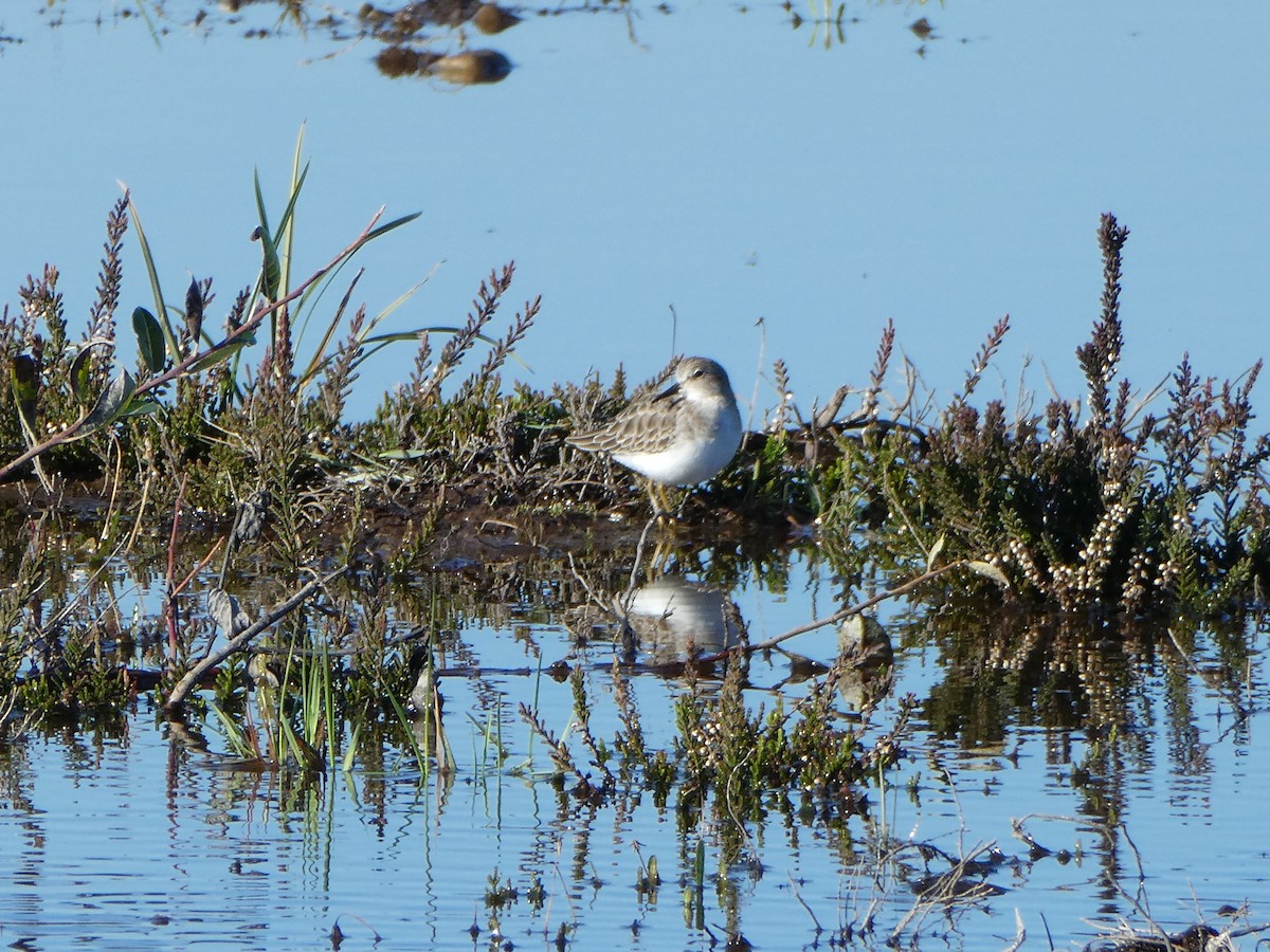 Least Sandpiper - ML610493912