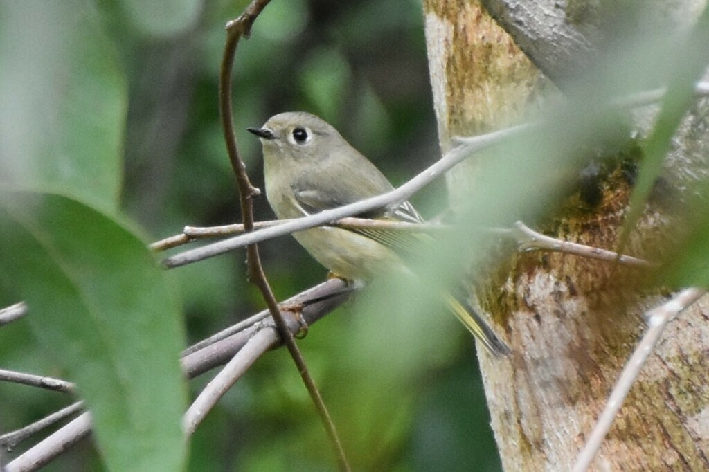 Roitelet à couronne rubis - ML610493962