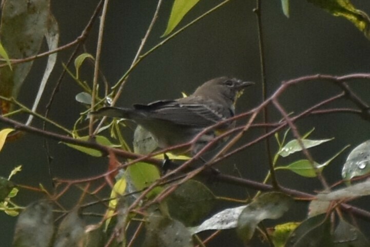 Yellow-rumped Warbler - ML610493967