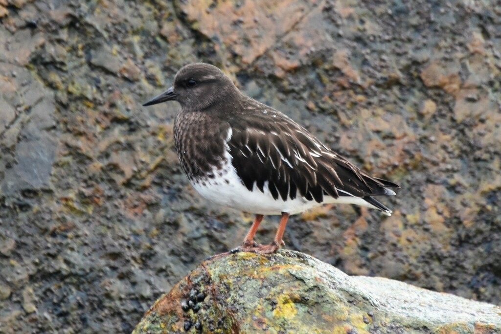 Black Turnstone - ML610494021